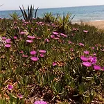 Σπίτι διακοπών Sea Melodies 2