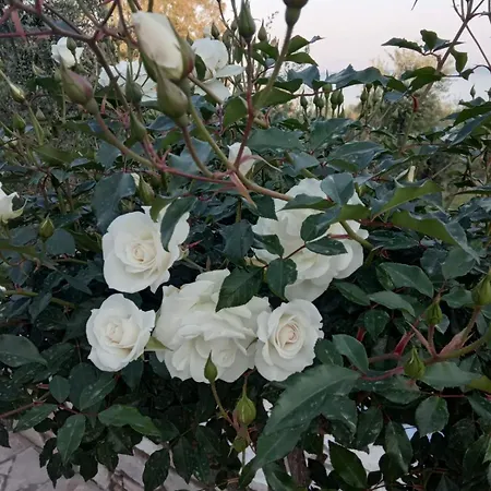 Holiday home Sea Melodies 2 Koroni (Messinia)