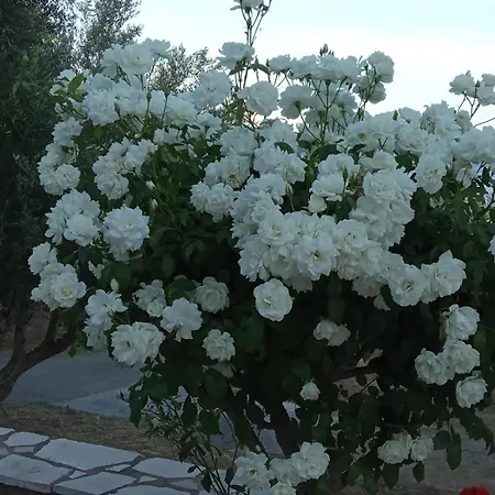 Sea Melodies 2 Корони