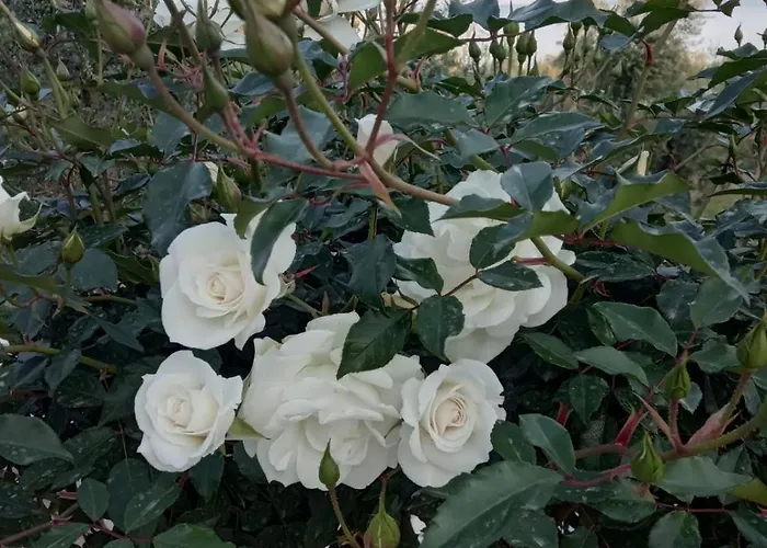 Holiday home Sea Melodies 2 Koroni (Messinia)