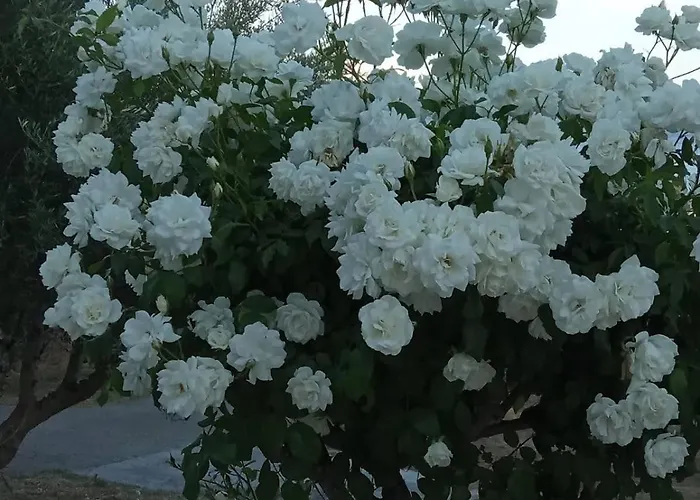 Sea Melodies 2 Koroni (Messinia)